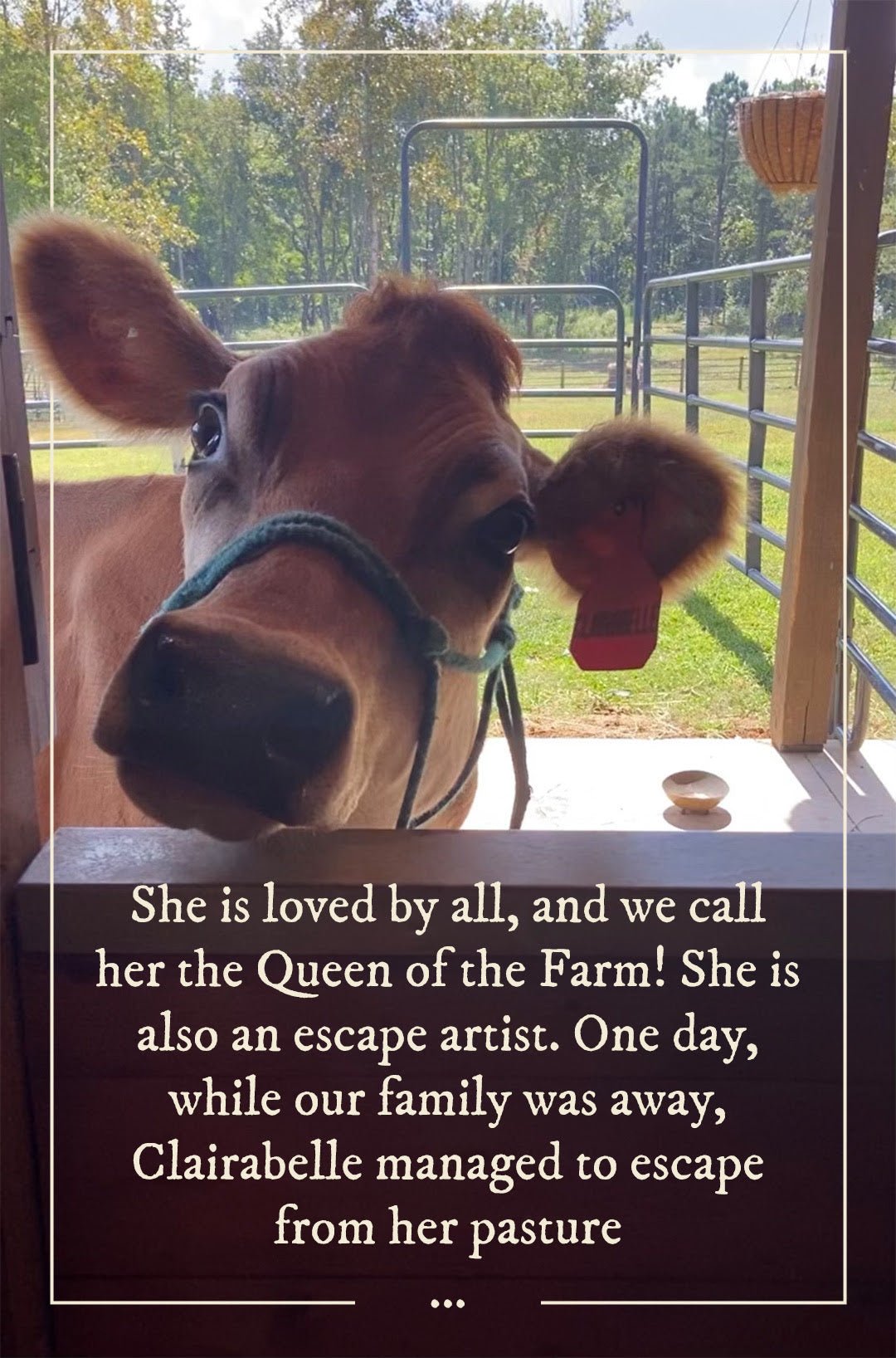 The Adventures of Our Family Cow! - Holtz Leather